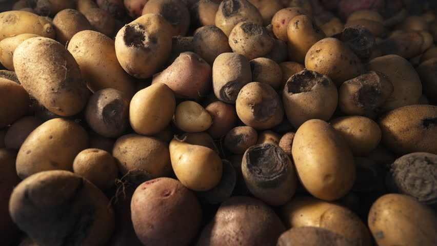 Bad spoiled potatoes, wireworm eaten, unhealthy vegetables. Sick, disease, late blight. Solanum tuberosum with maggots inside. Rotten harvest. Crop failure. Tuber affected by bacterial decay