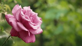Beautiful Rose Bush In Home Garden. Pouring Rain Feeds Soil For Flowers, Nature - Powered by Shutterstock - Get 15% off with code: PIKWIZARD15