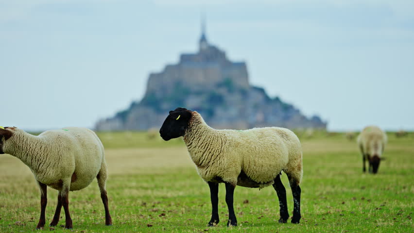 Sheep grazing in green meadows and eating fresh grass Mont Saint Michel, France
