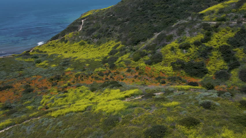 Cinematic aerial shot of wildflower super bloom by Pacific coastline in Rancho Palos Verdes, California