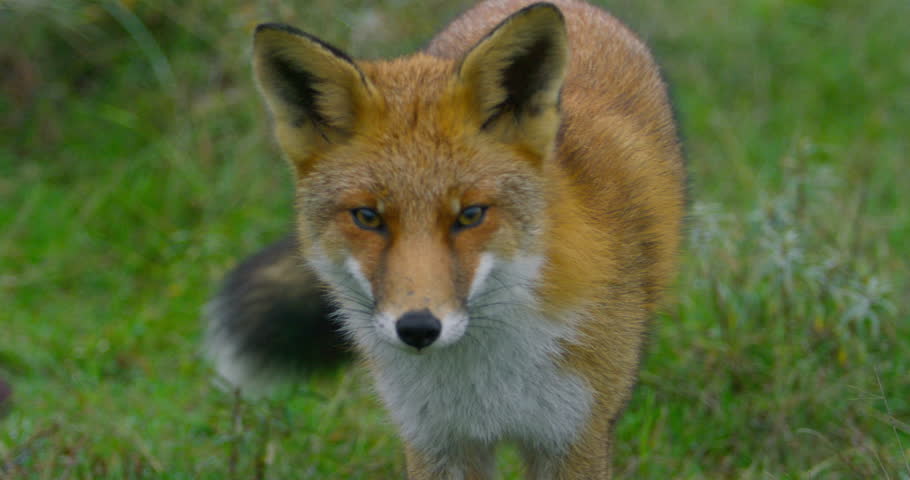 A close-up shot of a wild red fox, zooming in as it moves.