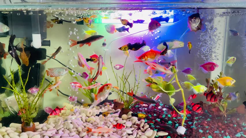 The aquarium contains various types of colorful fish
