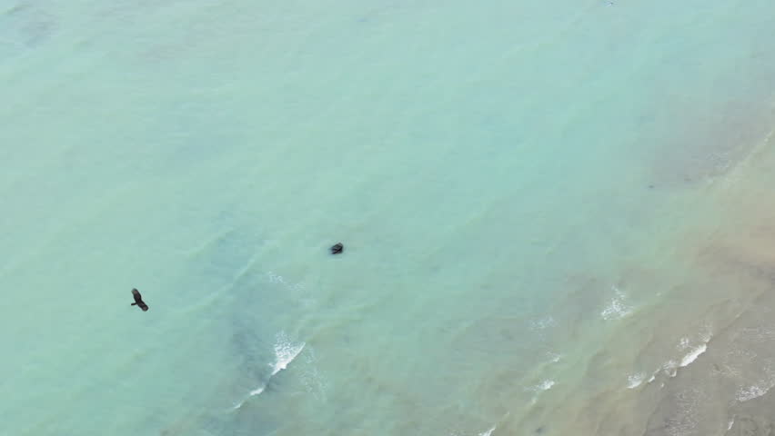 This aerial photo captures a majestic Black Vulture soaring over turquoise waters and sandy beaches of Costa Rica, framed by lush forests rich in biodiversity and wildlife