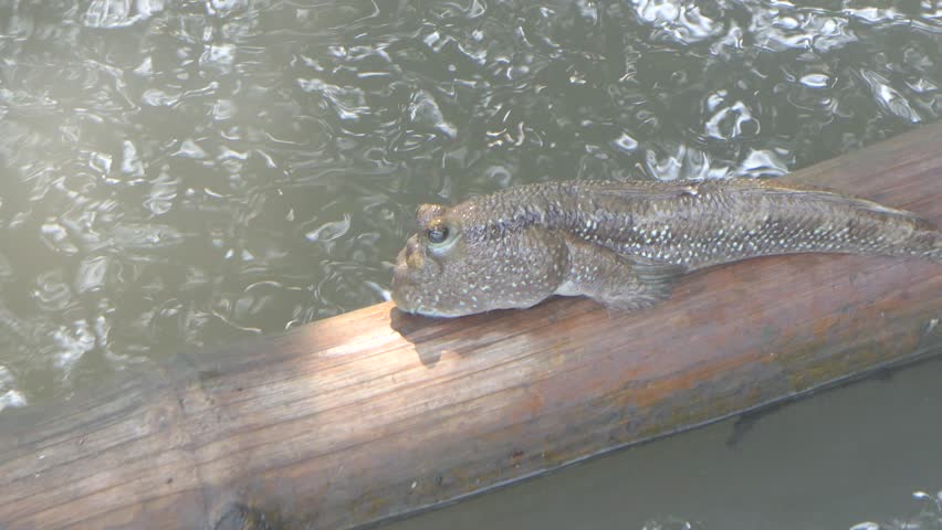 Climbing fish in mangrove forests in Thailand