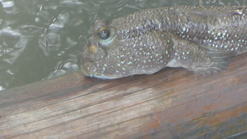 Climbing fish in mangrove forests in Thailand