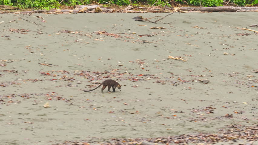 A curious coati is seen leisurely strolling along a sandy shore in beautiful Costa Rica, showcasing its playful nature amidst the vibrant, lush greenery surrounding it