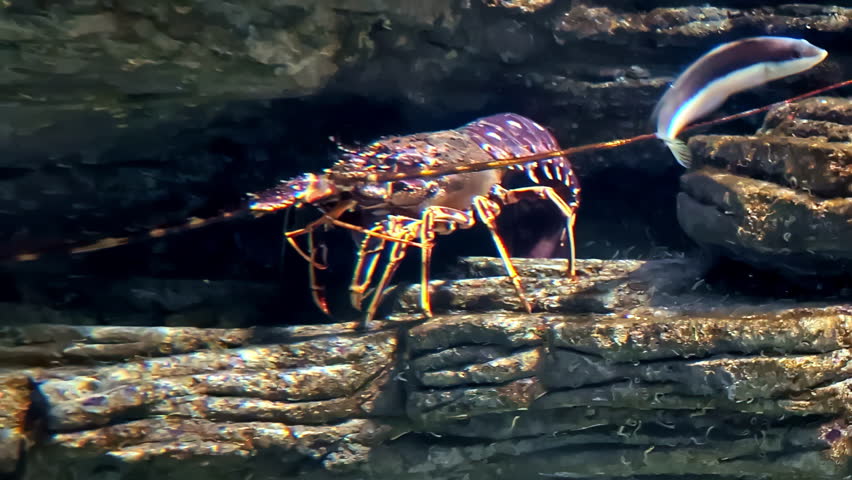 Lobster hiding under rocky cliff, close up