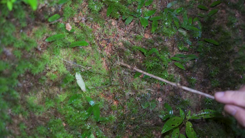 Malaysian Black Trapdoor Spider (Liphistius malayanus) in tropical forest. Hand holding a branch to touching the trapdoor spider