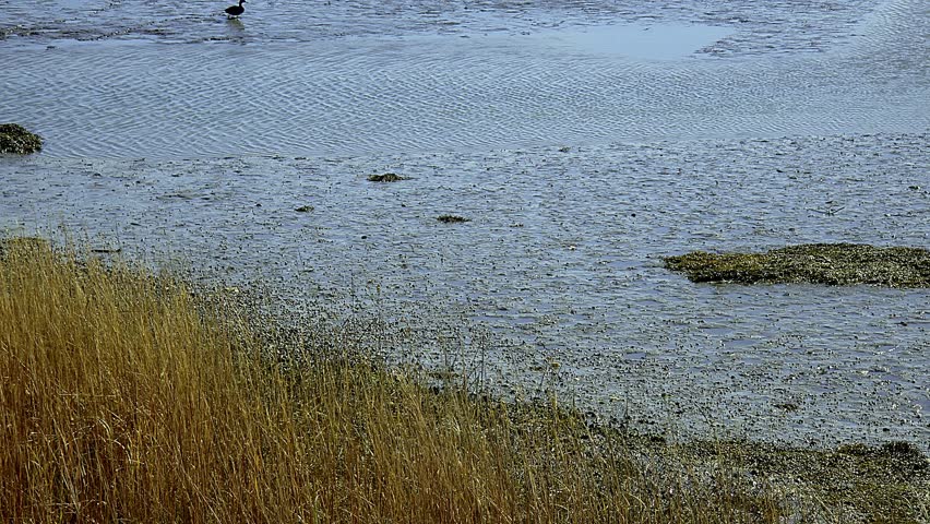 Portland, Maine Back Bay beautiful grasses and lone duck in foreground