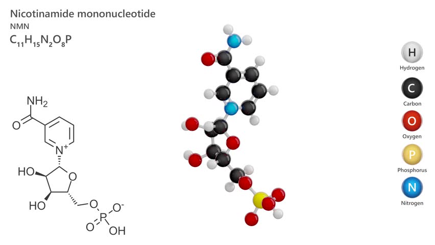 Nicotinamide Mononucleotide (NMN). Animated 3D model of a molecule. Molecular formula: C11H15N2O8P. Chemical model: Ball and sticks. White background. 3D rendering. Seamless loop.