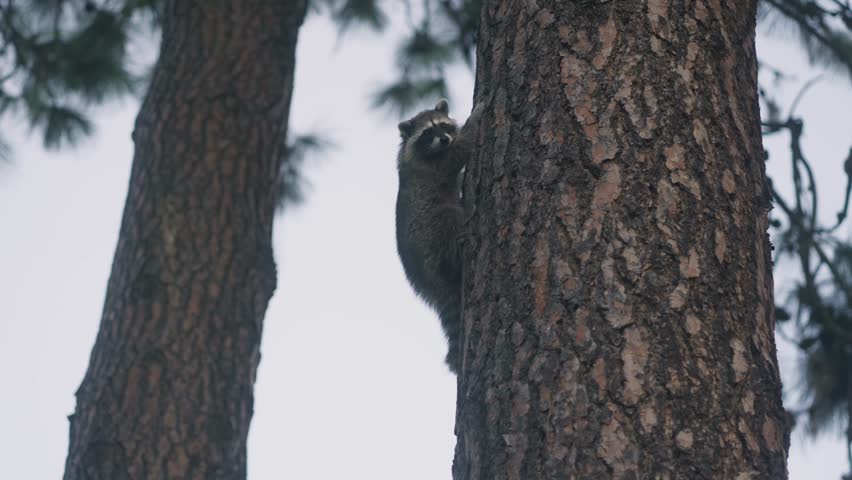 Adolescent raccoon hanging onto a tree