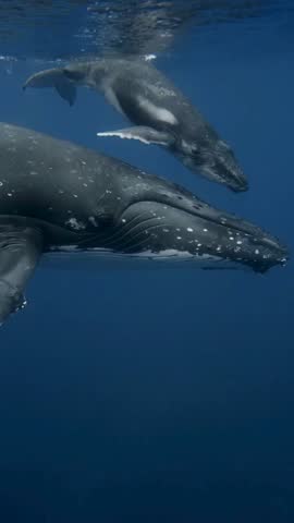  calf hugs the mother whale,
under water marine life video clip including coral reefs sharks whale and variety of under water life	
