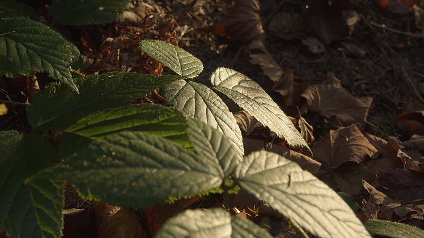 Closeup on blackberry leaves on the forest floor trembling with evening wind. Sunlight shines trough leaves of trees above leaving dark and light areas on the ground. High quality 4k footage