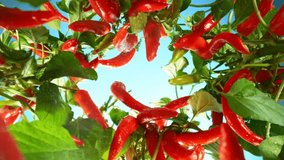 Fresh Chilli Peppers Plants with Camera Motion up in the Air. Blue Sky on Background with Watering Can Throwing Water Drops. Filmed on High Speed Cinema Camera. Camera Placed on High Speed Cine Bot. - Powered by Shutterstock - Get 15% off with code: PIKWIZARD15