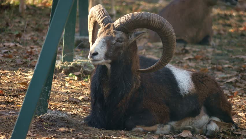 Close up of male Mouflon, ram resting High quality 4k footage