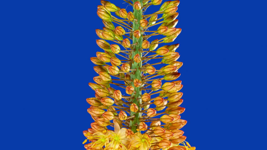 Orange Flower Eremurus Blooming in Time Lapse on a Bright Blue Background. Foxtail Lily or Eremurus Stenophyllus