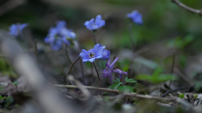 Common Hepatica or Anemone Hepatica, Blue Blossom Wild Flower. Violet Purple Hepatica Nobilis, First Spring Flower in the Blurred Background of Nature. Liverleaf, Liverwort, Ranunculaceae Family. 