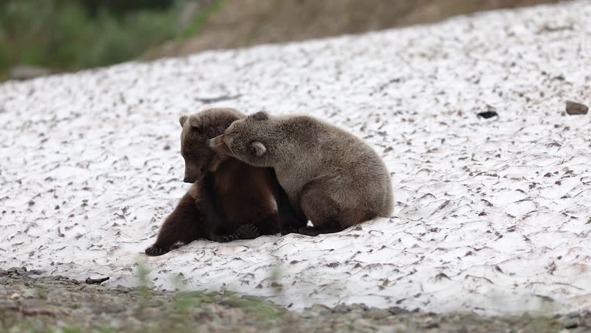 Grizzly or Brown Bear in Alaska
