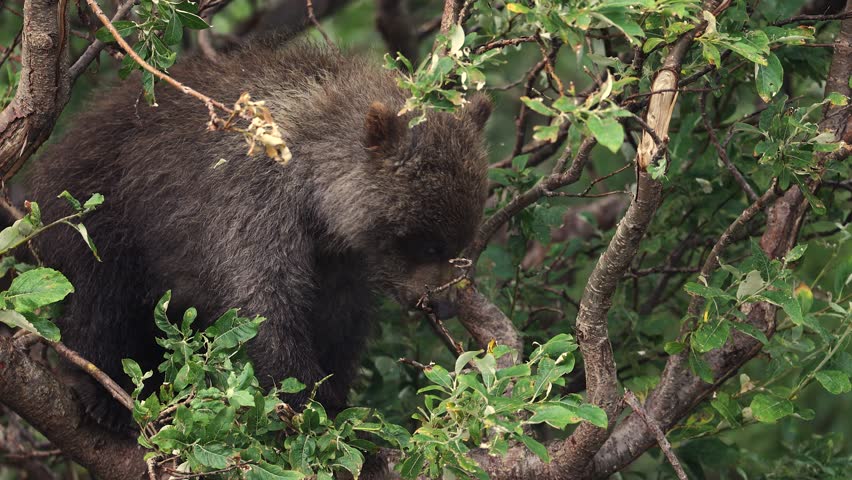 Grizzly or Brown Bear in Alaska