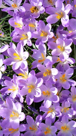 Crocus flowers. Vertical video. Purple first flowers in sunny spring garden. Bulbous flowers in garden design. Beautiful purple spring flowers. 4k footage