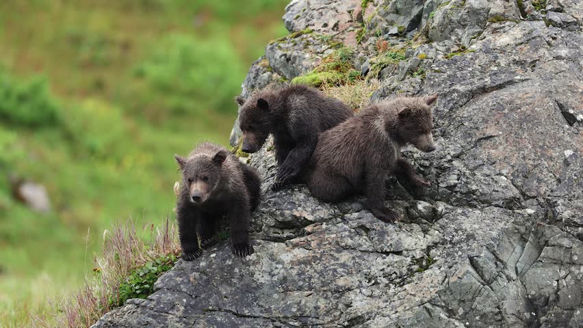 Grizzly or Brown Bear in Alaska
