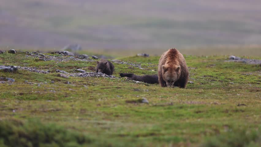 Grizzly or Brown Bear in Alaska