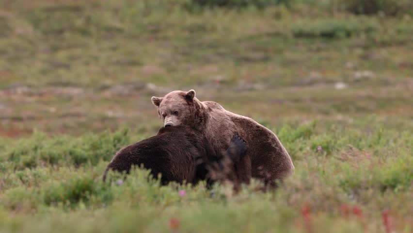 Grizzly or Brown Bear in Alaska