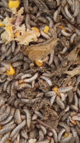 Maggot farming. video of maggots eating, insect industry, feed manufacturing. Insects as feed. Black soldier fly larvae convert the waste into animal feed