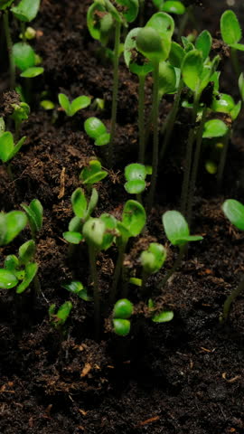 Growing seeds rising from soil vertical time lapse video.