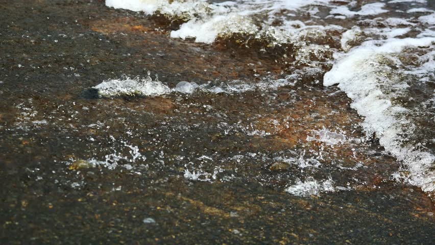 Fish swimming upstream ascend to higher ground, Group of fishes are flowing into the water flowing to the lowlands, Stream that is flowing fast