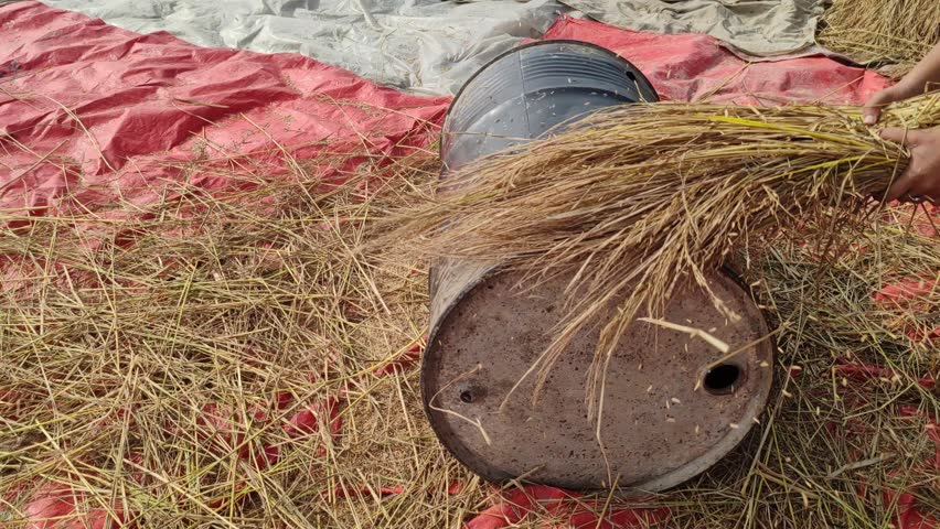 The old method of separating rice from rice straw