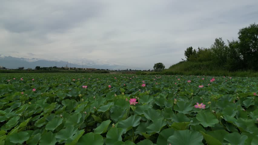 A large pond with lotuses. Blossom. The view from the drone.