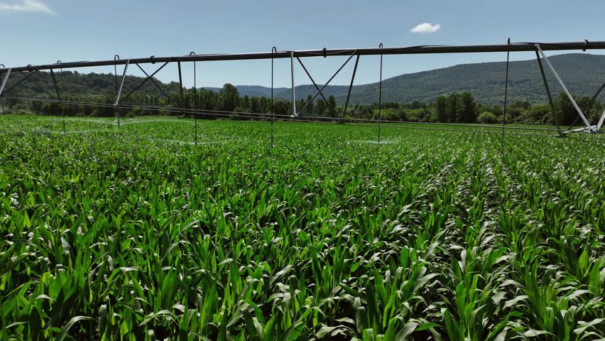 Drone video with a large water sprinkler system in a green corn field. Equipment for industrial irrigation. Sustainable agriculture concept.