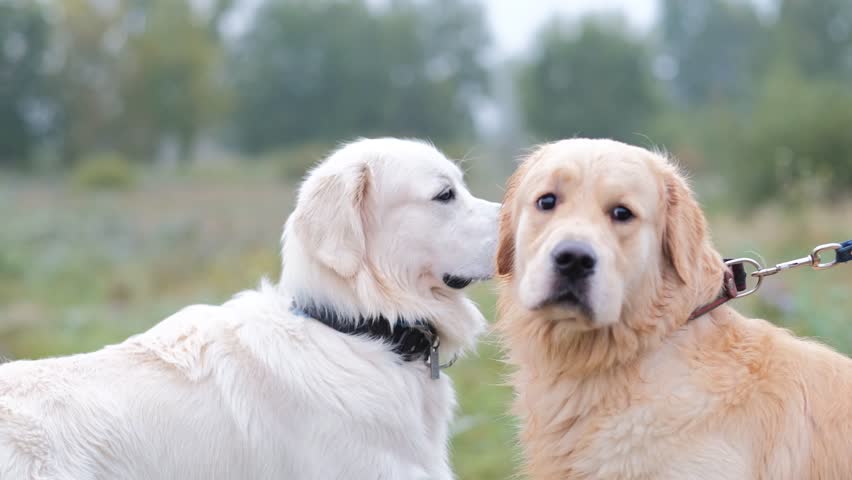 two golden retriever dogs standing next to each other, curiosity
