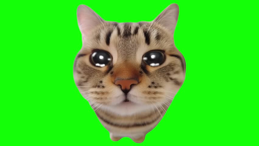 Cat funny reaction green screen background, cat meme template green screen background 