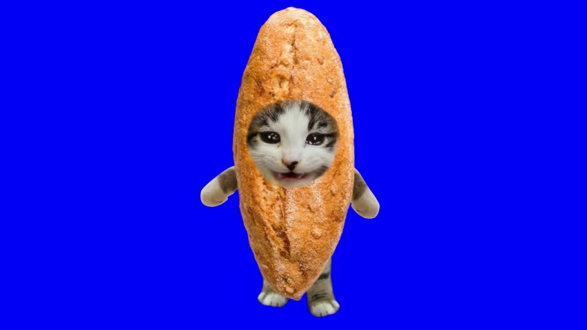 Cat funny reaction green screen background, cat meme template green screen background 