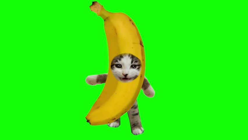 Cat meme Banana Dress , Banana and Cat costume Green screen background	
