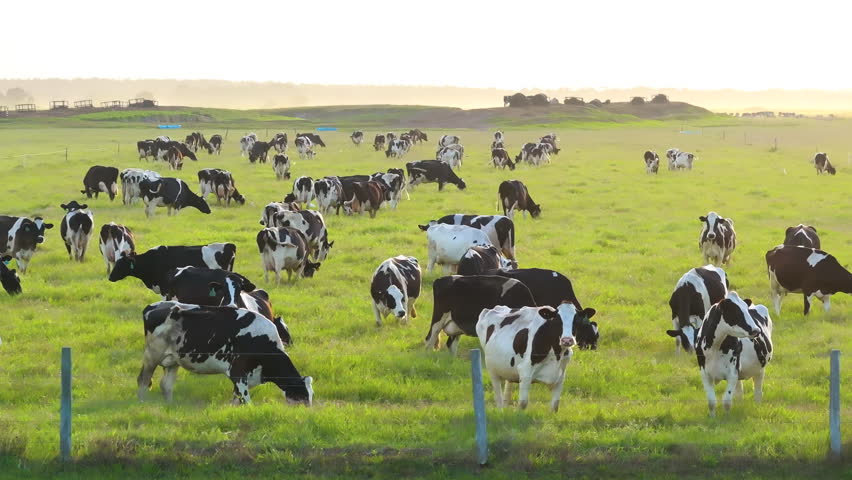 Milk cows grazing on green farm pasture. Production of organic dairy products. Feeding of cattle on farmland grassland