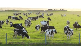 Milk cows grazing on green farm pasture. Production of organic dairy products. Feeding of cattle on farmland grassland - Powered by Shutterstock - Get 15% off with code: PIKWIZARD15