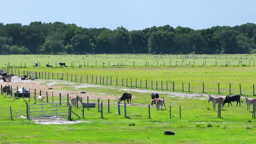 Production of organic dairy products. Milk cows grazing on green farm pasture. Feeding of cattle on farmland grassland