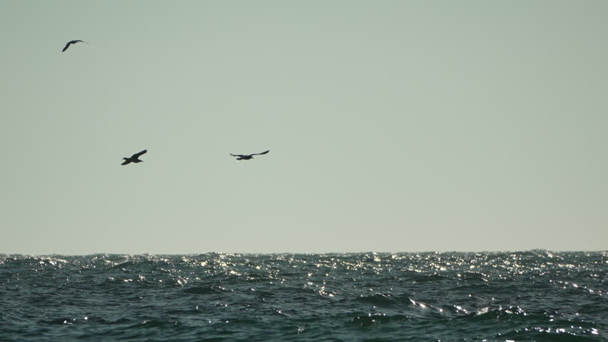 Birds, Sea, Flight - Three birds flying over choppy ocean waves.