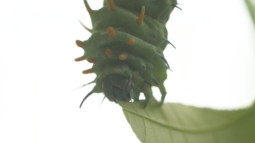 Macro Atlas Moth Caterpillar Eating Leave Against White Background