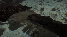 Marine life - Stingrays are a group of rays, which are cartilaginous fishes related to sharks - Video high definition - Real time