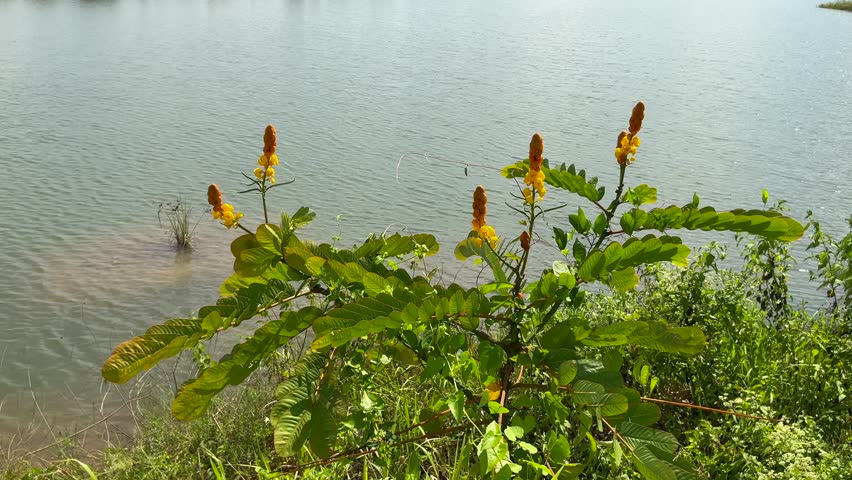 Senna Alata of yellow flowers 