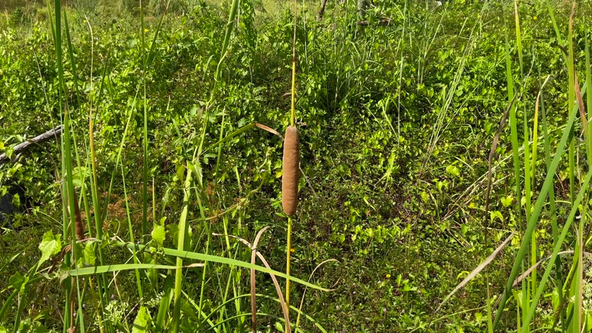 The bulrushes and  reed swaying in the wind