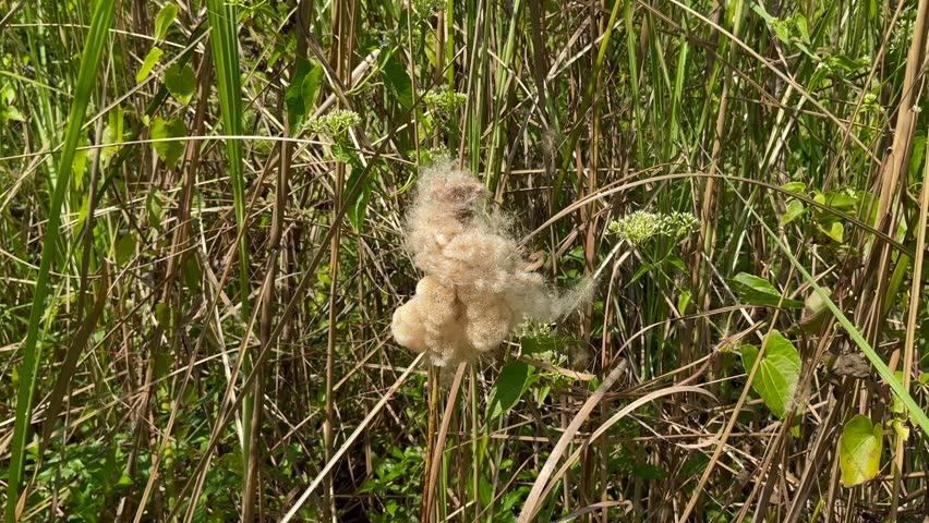 The Brown bulrushes swaying in the wind