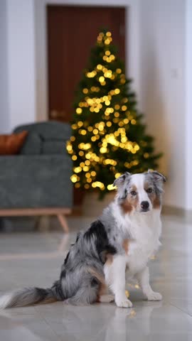 A beautiful Australian Shepherd sits indoors near a glowing Christmas tree, creating a festive and cozy holiday atmosphere. Dogs lays on the floor and looks at camera