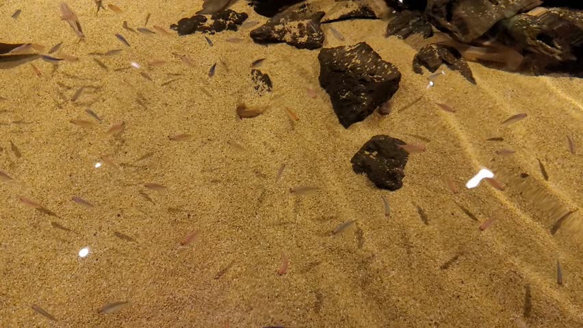 Small Colorful Fish Swimming in Sandy Aquarium