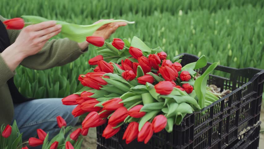 Spring holidays. Working process of harvesting, cutting blooming tulips in greenhouse. Close-up of harvesting flowers, red tulips. Florist harvesting tulips. Putting flowers in box for transportation.