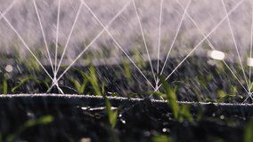 close-up of spraying fine water droplets onto soil and Corn Seedlings using drip irrigation systems. agricultural technology enhances productivity and water efficiency - Powered by Shutterstock - Get 15% off with code: PIKWIZARD15